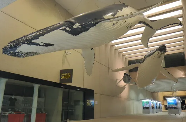 whale-museum-exhibit